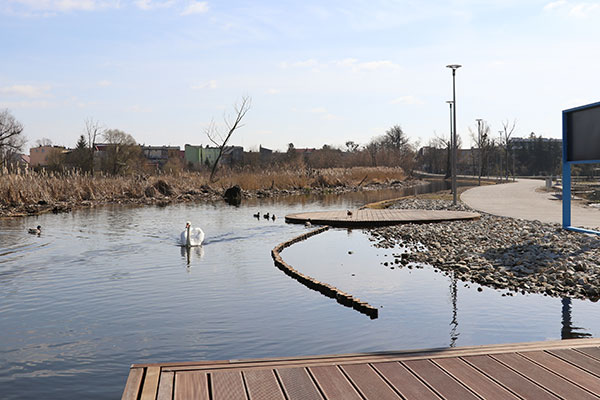 Fotografia przedstawia staw, po którym pływają łabędzie. Na dole zdjęcia widać krótki drewniany pomost, z prawej zaś ścieżkę. Zdjęcie pochodzi z archiwum Urzędu Miasta w Wągrowcu.